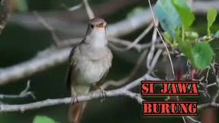 Download Lagu Kicauan Burung Kerak Basi di Alam Bebas MP3