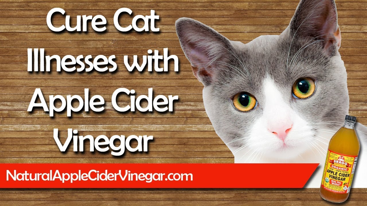 dog ear mites home remedy apple cider vinegar