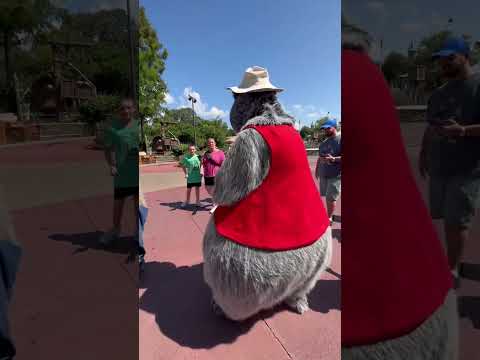 COUNTRY BEAR JAM Walt Disney World Florida Disneycouple Magickingdom Countrybearjamboree 