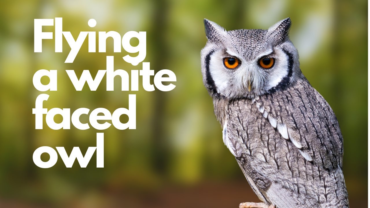 Flying Diego the White faced owl