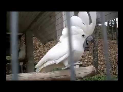 funny-bird-video-talking-macaw-shushes-other-bird-video