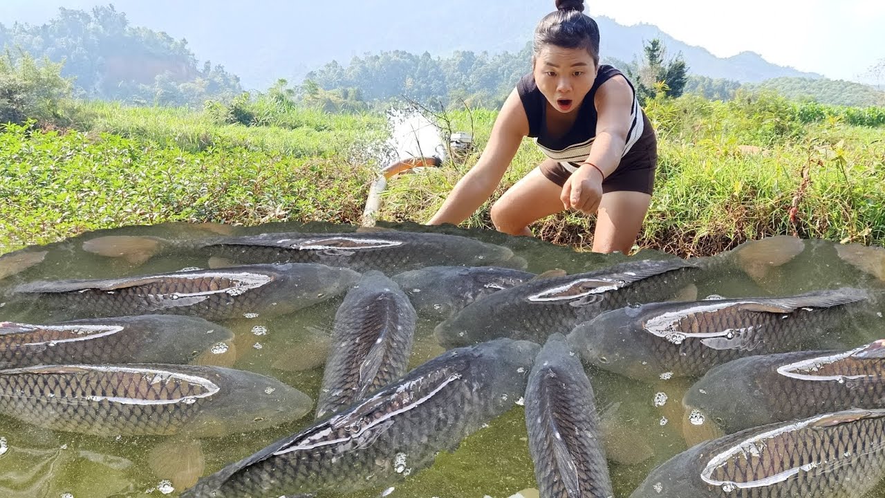 Use the pump to suck water out of the lake and harvest many big fish ...