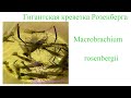 Обо всем и ни о чем , Гигантская креветка Розенберга(Macrobrachium rosenbergii)