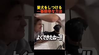愛犬をしつける一番簡単な方法