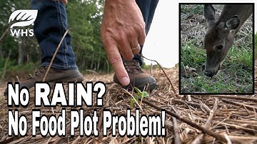 Food Plot Drought Save Tips