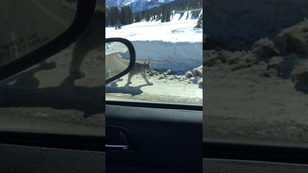 Silverton man encounters lynx on Molas Pass