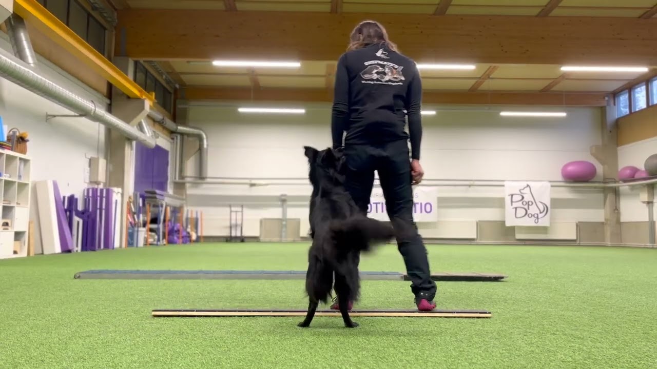 Sylvin Toko vk 50 2025