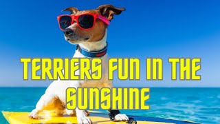 Adorable Doggies Fun In The Sunshine Thorpeman Terriers