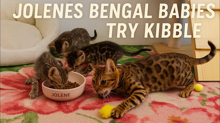 Video 9351821: bengal kitten eating, bengal kitten first, big cat