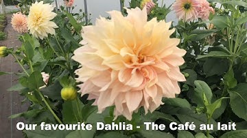 Thumbnail of Our favourite Dahlia   Café Au Lait. LESSONS