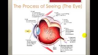4-1 & 4-2: Sensation-Perception and the Eye