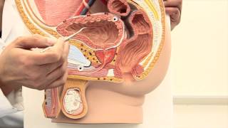 Celebrity Blood Supply of the Bladder Profile