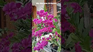 #dendrobium #orchid #orchidcare #plants #dendrobiumorchids #flowers #orchids #garden #kerala #india