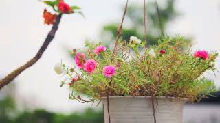 Urban Oasis: Swaying Colorful Blossoms & Gentle Wind | 30 Mins Real Sound