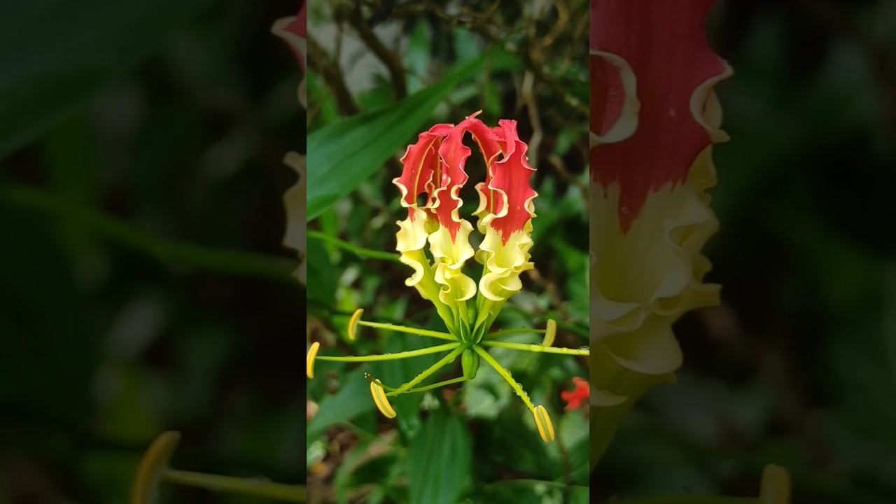 Nature’s fiery elegance — the stunning Flame Lily in full bloom 🔥🌺 