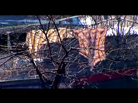 Peoples' Manifesto - ხალხის მანიფესტი (ფილმი #3)