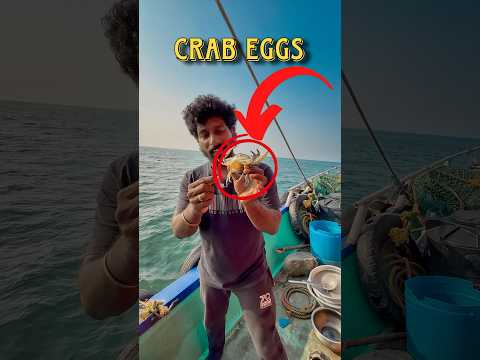 ‼️இலட்சகணக்கான நண்டுகளை காப்பாத்தி கடல்ல விட்டாச்சு 🤩 #reel #thenkadalmeenavan