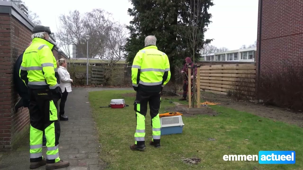 dier op hoogte aan laan van het Kinholt| Emmen Actueel