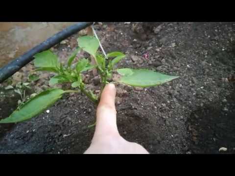 Βίντεο: Φυτό πιπεριάς φάντασμα - Συμβουλές για την καλλιέργεια πιπεριών φάντασμα