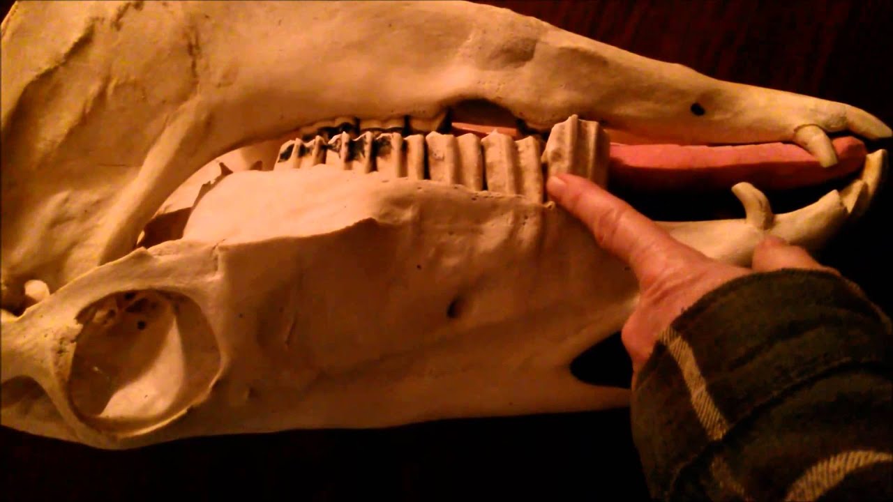 Hackamore on the Skull