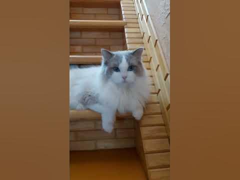 кот рэгдолл, регдолл #plushdollru #ragdoll #котята #котики #животные # ...
