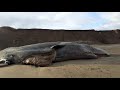 Dead Whales at Withernsea