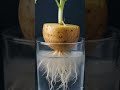 🌱 Potato Growing Timelapse in Water | Ultra Realistic Macro Nature Video 🥔💧 #cactusphotography