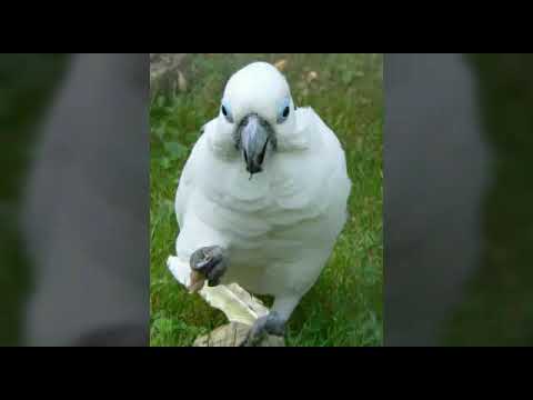Очковый какаду. Читать описание.
