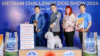 YANG-YANG THE BICHON WINS BEST IN SHOW (VIETNAM DOG CHALLENGE 2024)