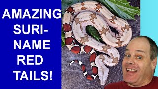 Suriname Red Tail Boa Holdbacks: 2020-2024