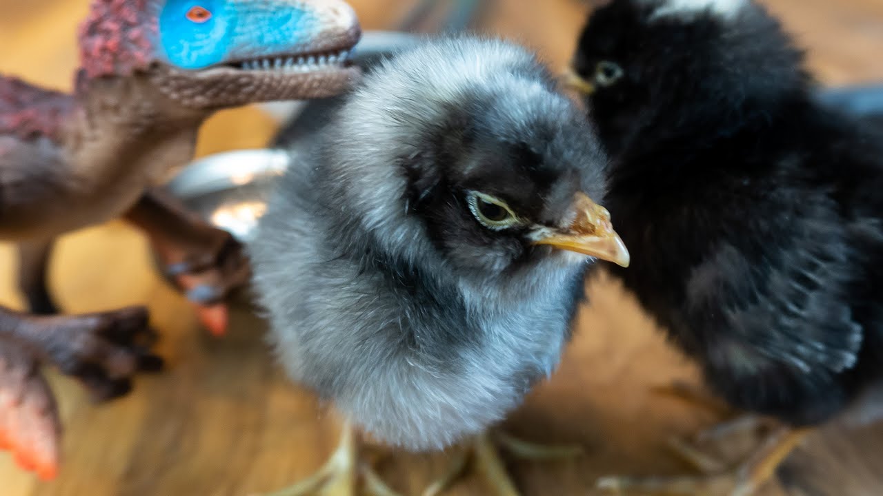 🐤 Hühner Küken Aufzucht 👍 Tipps & Tricks