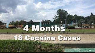 12 greyhounds tested positive with cocaine
