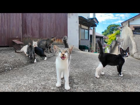 港町の路地裏で開かれる猫の集会に参加してきた🐾✨