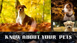 Dogs for home | Cute Pets for family | Adorable Cute Pets | Cute Puppies for Home | Dogs Breed by PETS CANDY 7 views 1 year ago 2 minutes, 26 seconds