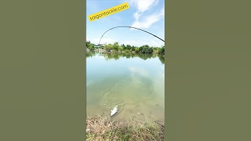 Câu Lure CÁ CHẼM & Release #Shorts