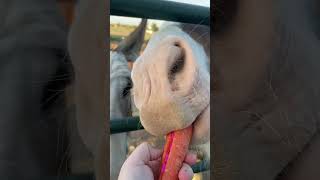 Benadryl carrot not included