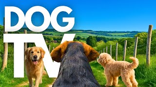 GoPro DogTV | 10hrs of Tranquil Virtual Dog Walks Through Serene Countryside Valleys 🐾🌳 Dog POV screenshot 4