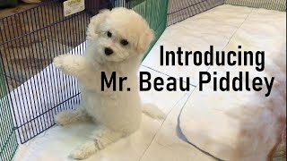 Come Meet Our New BICHON FRISE Puppy: After seeing this, you're gonna want one (or two) 🐾 🐶 ❤️