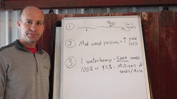Residual Herbicides in Soybeans