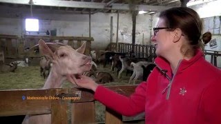 Mademoiselle Chèvre : des fromages faits maison