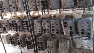 国産 きくらげ 2017