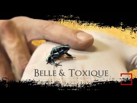 Vidéo: Les grenouilles fléchettes sont d'une beauté dangereuse