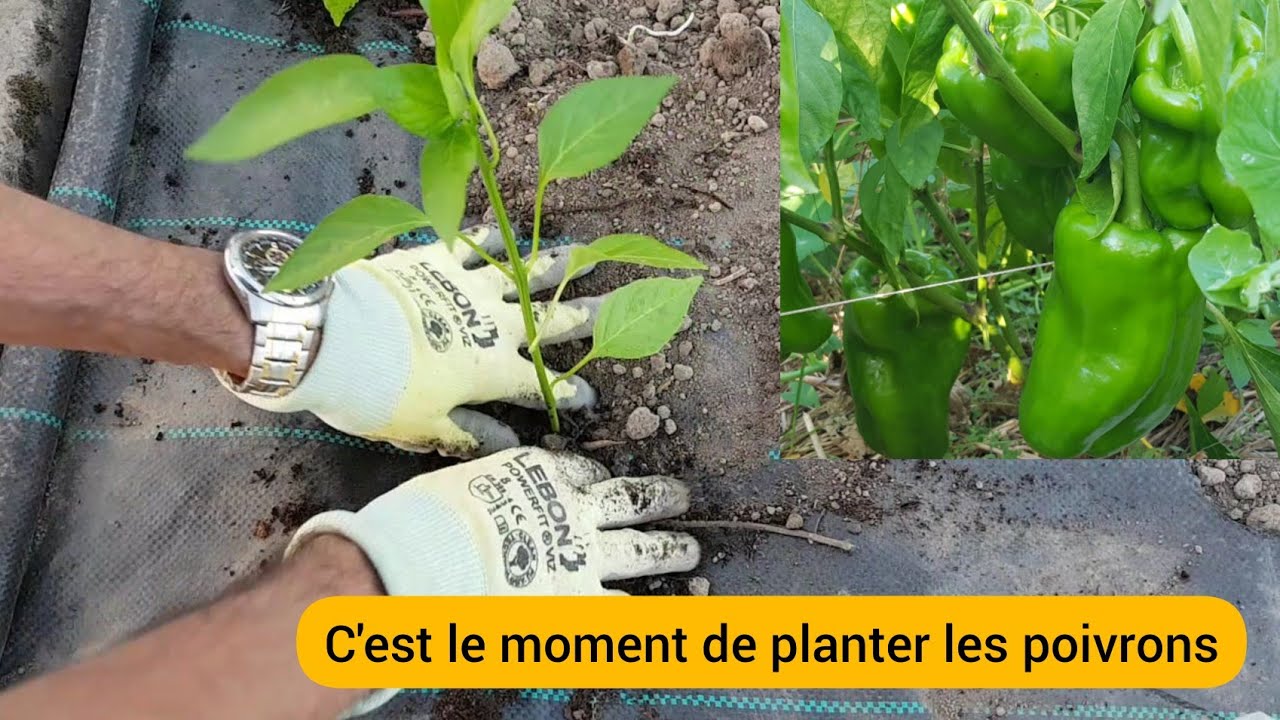 Comment bien planter le poivron ? 2022 - YouTube