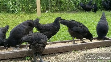 QAIB DUB NQAIJ 6/20/2018