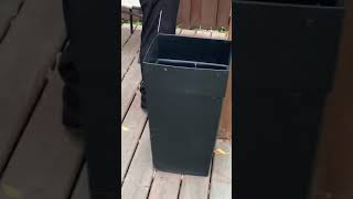 Tilly the tailless squirrel