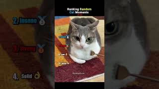 Ranking Cats Being Absolutely UNHINGED pt.24 #funnycats  #shorts  #funny