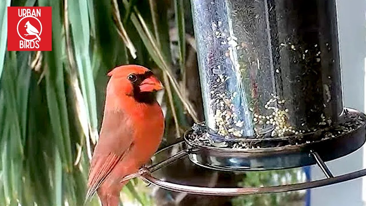 Relaxing Bird Videos to Classical Music Live Bird Feeder Cam Bird