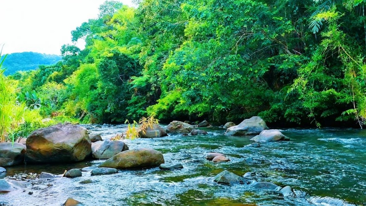 Deep Sleep Forest River Sounds | Calm White Noise Ambience