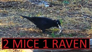 Greedy Australian Raven Stuffs Two Mice In Its Mouth by Wildlife In The Hills 307 views 2 weeks ago 3 minutes, 31 seconds