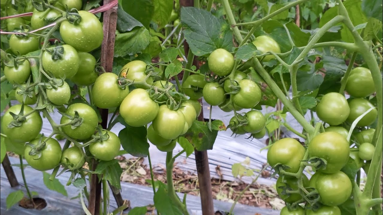 @cobak bertani upload video beruning tanaman 🍅 tomat tumpang sari dengan cabe kaliber 